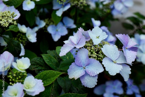 雨の日の紫陽花