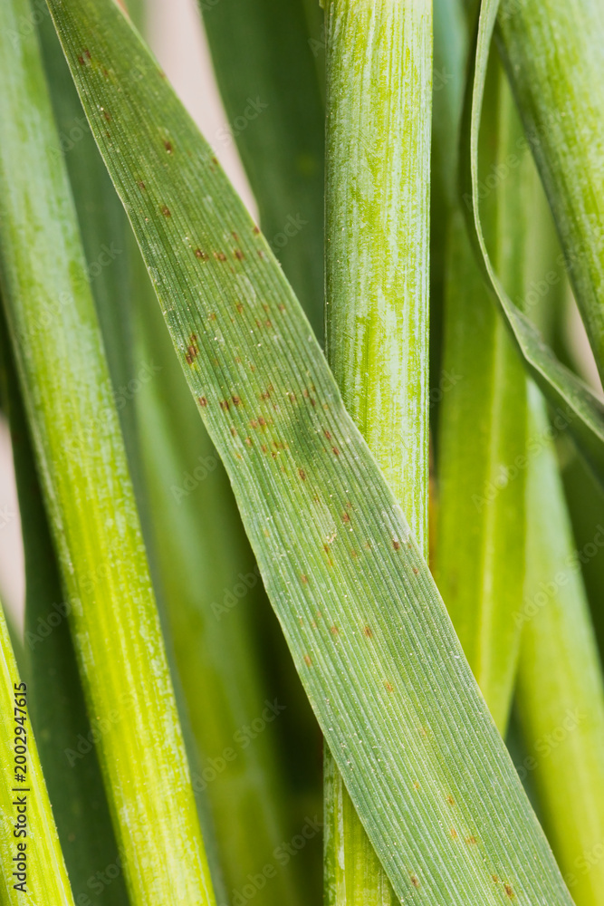 Fototapeta premium Physiological leaf spots (PLS) on barley leaves caused by abiotic stress.