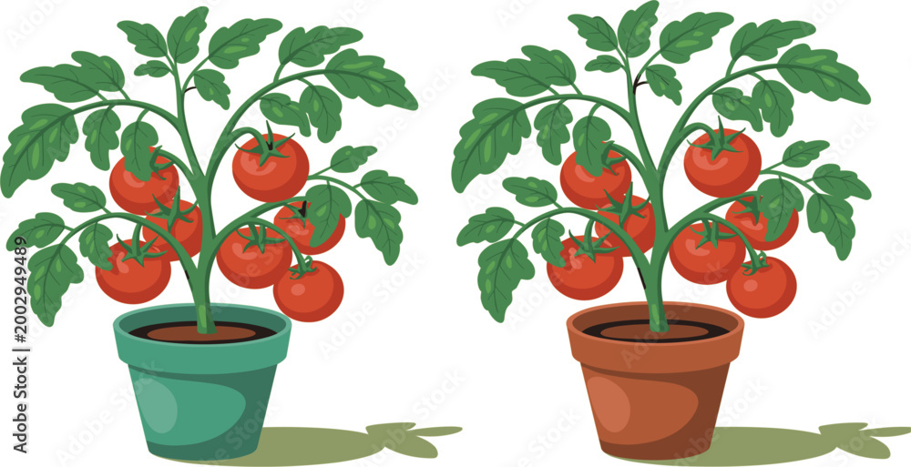 Ταπετσαρία Professional vector illustration featuring two thriving tomato plants with ripe red fruit in blue and brown ceramic pots
