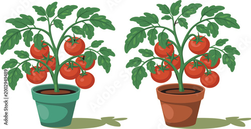 Εκτύπωση καμβά Professional vector illustration featuring two thriving tomato plants with ripe red fruit in blue and brown ceramic pots