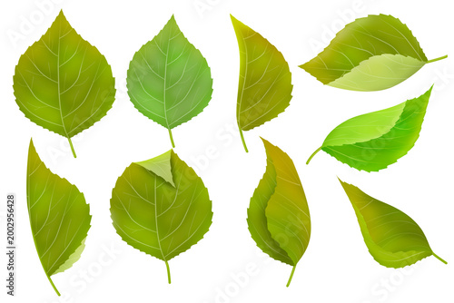 Collection of green leaves isolated on white background.