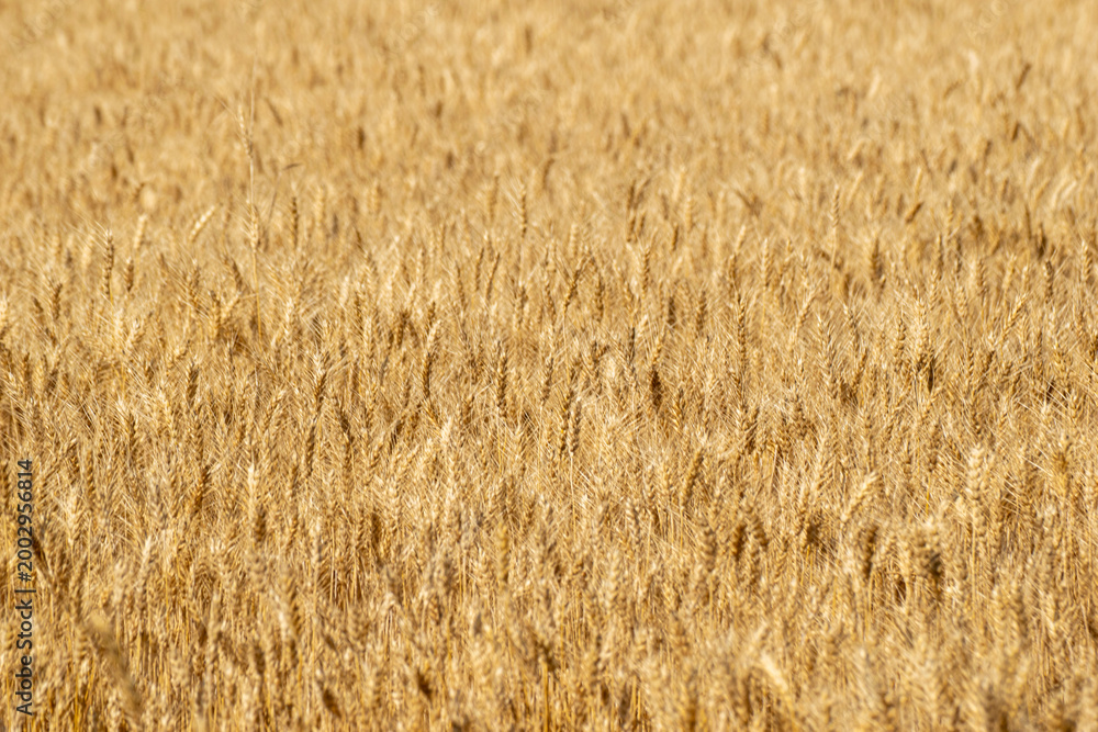 Fototapeta premium Blurred golden wheat field swaying in the wind The Concept of agricultural abundance