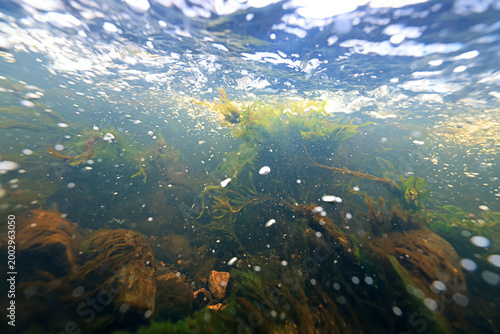 Underwater photo in a fast-flowing freshwater river with algae and underwater landscape