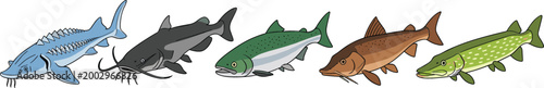 Foto Freshwater fish species set detailed river fish including catfish sturgeon trout