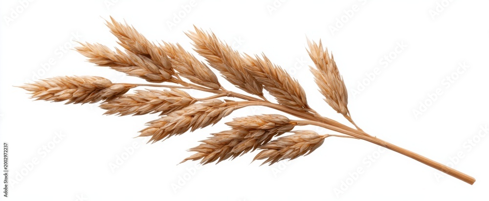 Fototapeta premium Elegant beige dried wheat stalk perfect for rustic fall arrangements and eco-friendly decor.