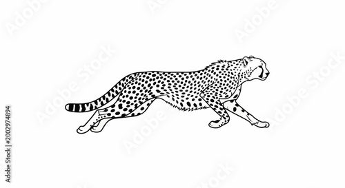 Striking black and white illustration of a running cheetah