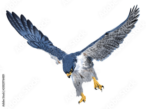 Peregrine falcon landing attack pose, bird of prey hunting concept