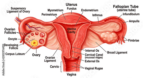 Female Reproductive System Anatomy Diagram (Labeled Uterus, Ovaries, Fallopian Tubes, Cervix, and Vagina)
