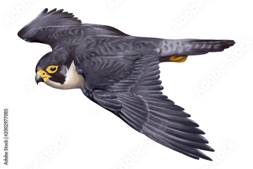 Falcon flying side view, detailed wings and feather structure