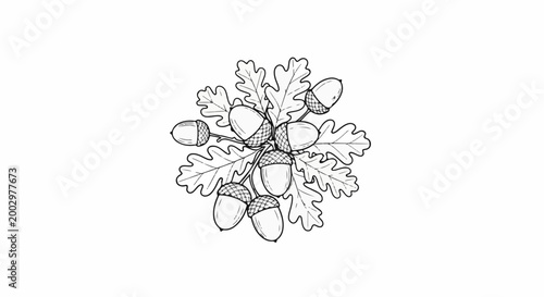 Fotografie Detailed line art illustration of acorns clustered with oak leaves
