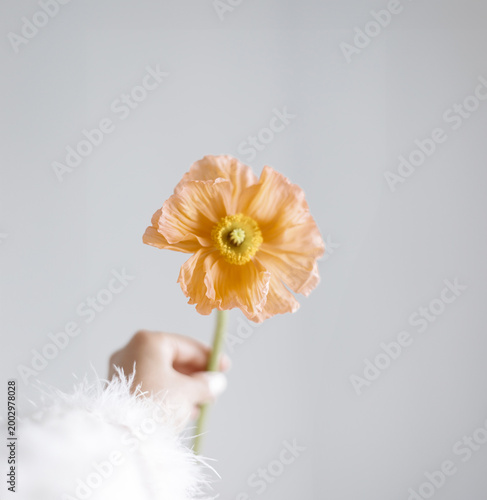 Hand Holding Single Peach Poppy Flower White Feathers