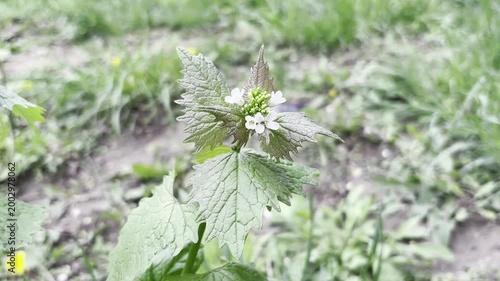 Garlic Mustard (Alliaria petiolata) Plant with White Flowers
