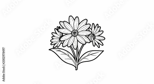 Fotografía Outline drawing of a trio of daisy-like flowers with leaves
