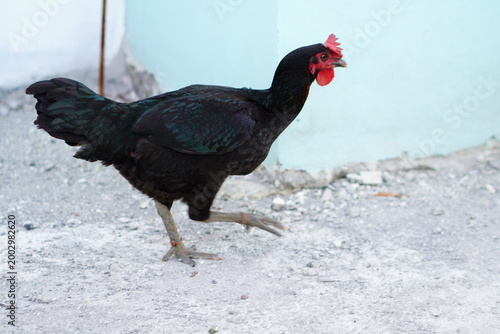 A black chicken walking on a gravel surface
