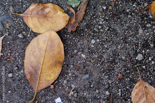 Fallen dry brown leaves on a dark gravelly ground surface