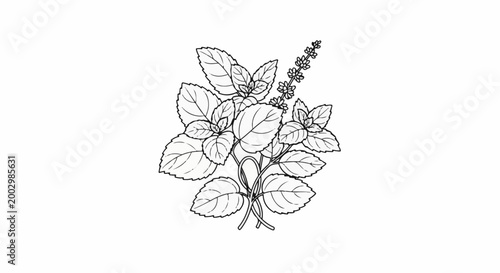Black and white sketch of a cluster of mint leaves and a flower spike