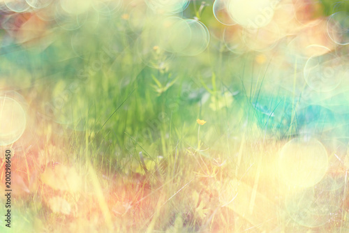 bokeh grass and flowers, summer nature background, blurred sun glare on fields of meadow flowers and fresh grass