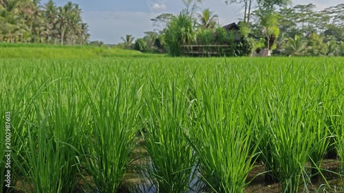 Lush Green Rice Paddies in a Tropical Rural Landscape under a Clear Sky