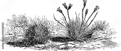 Desert plants sketch with dry grass and spiky shrubs in arid landscape illustration
