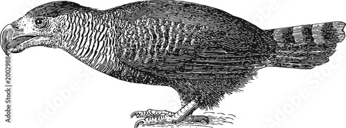 harpy eagle side view vintage illustration, large bird of prey with strong beak and claws