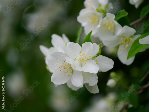 芳しい香りのセイヨウバイカウツギ