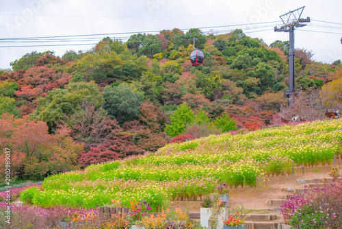 Cuadro en lienzo Ropeway and Scenic view of Nunobiki Herb Garden in Autumn, Kobe, Hyogo, Japan