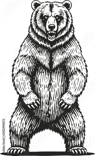 Standing grizzly bear illustration aggressive wild animal roaring with sharp claws forest wildlife concept