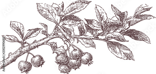 Vintage botanical illustration of mature blueberry branch with leaves and ripe berries