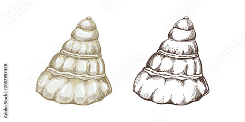 Hand drawn vintage sea shell set colored and monochrome engraving marine mollusk spiral detailed illustration