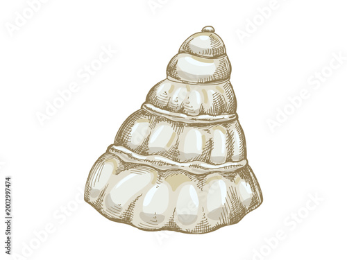 Hand drawn vintage sea shell engraving colored beige marine mollusk spiral detailed isolated vector illustration