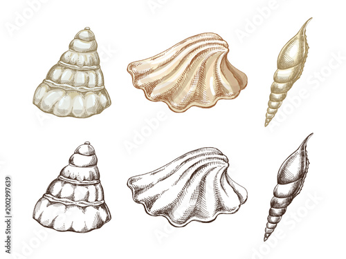 Hand drawn vintage sea shell set with beige colored and monochrome versions marine mollusk vector illustration collection