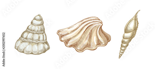 Hand drawn vintage set of sea shells in beige color marine mollusk engraving isolated vector illustration collection