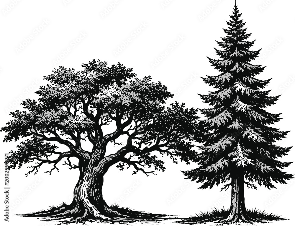 Fototapeta premium Two-tree Clip art