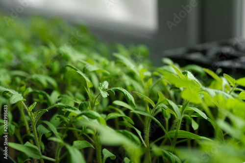 Tableau sur toile Tomato seedlings in trays for home gardening on a windowsill.