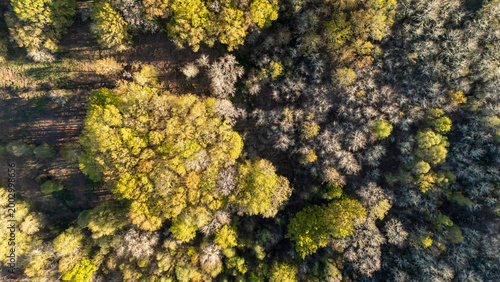 Forest canopy aerial view revealing seasonal tree contrast