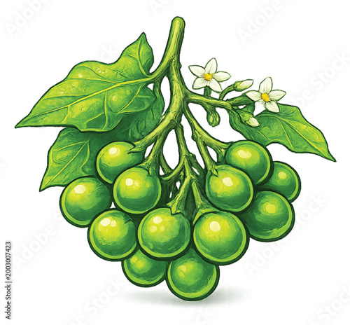 Pea Eggplant Cluster Isolated on Transparent Background