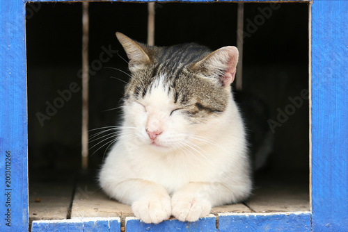 Photos White and tabby stray cat resting in blue wooden window frame eyes closed