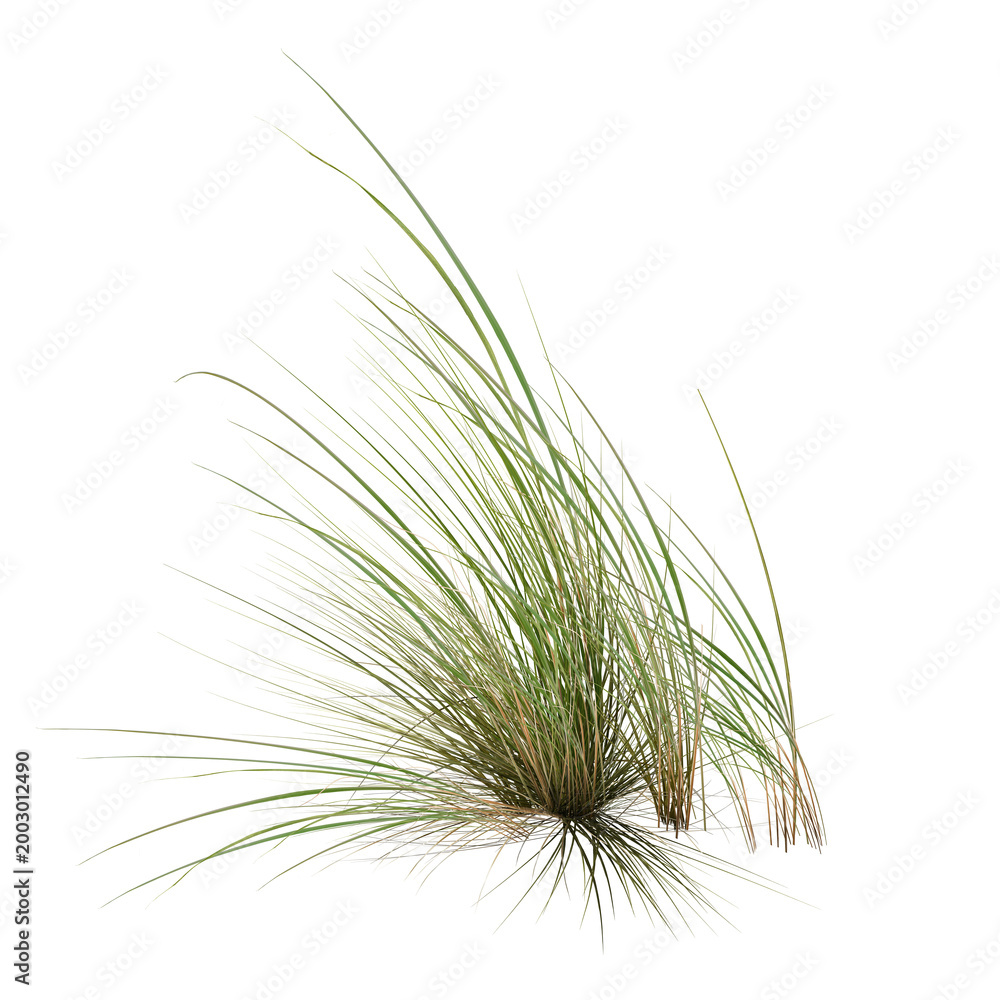 Obraz premium green pine tree/High-resolution image of a green grass tuft isolated on a white background, with sharp details and natural texture—ideal for nature, design, and landscaping use.