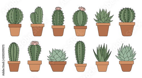 Row of illustrated succulent plants and prickly cacti in matching terracotta pots featuring various species.