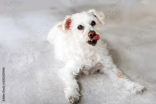 Schilderij op canvas White fluffy mixed breed dog lying on floor with tongue out