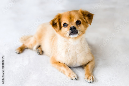 Foto Golden fluffy mixed breed dog lying on floor looking at camera
