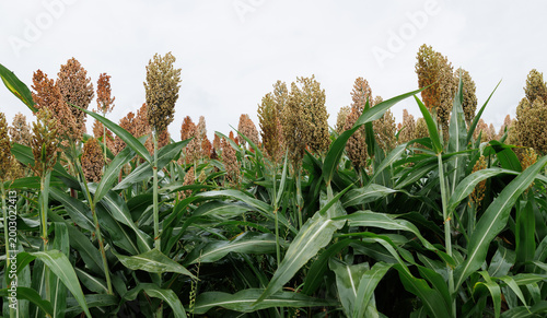 Fényképezés Jowar grain sorghum crop farm