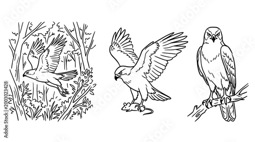 Birds of prey soaring in a forest landscape