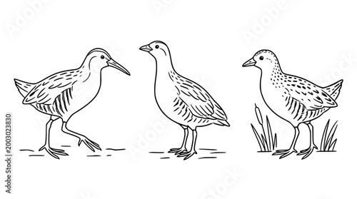 Charming Marsh Birds Portrayed in Artistic Expressions