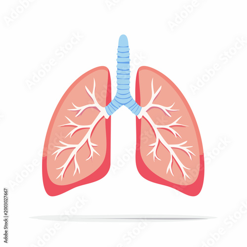 Illustration of Human Lungs and Trachea