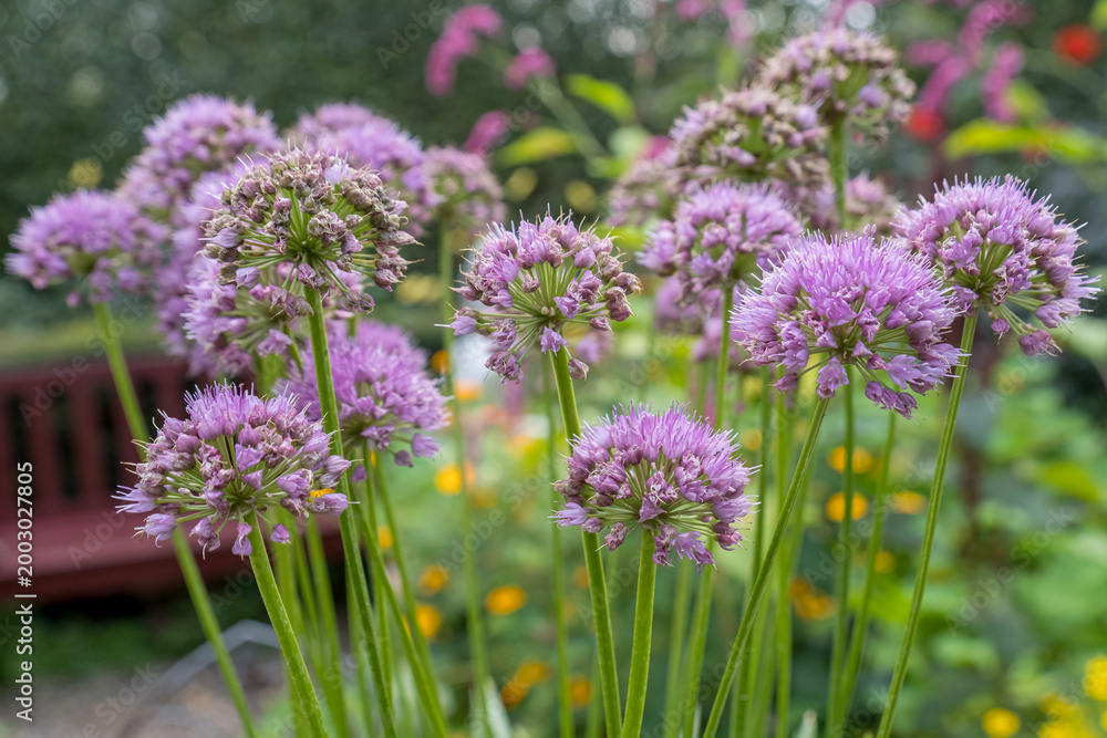 Obraz premium Ausdauernder Zierlauch (Allium senescens)