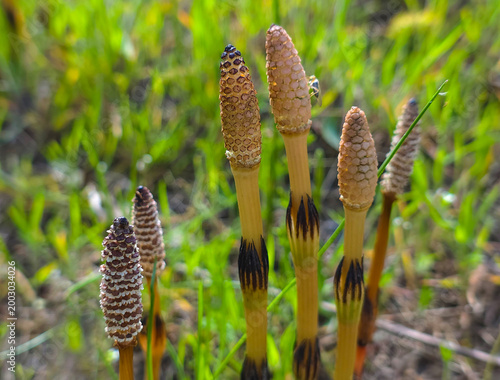 Foto Sporiferous shoots of horsetail, Equisetum arvense L