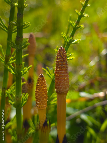 фотографія Sporiferous shoots of horsetail, Equisetum arvense L