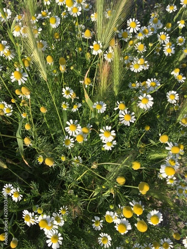 Quadro su tela Mayweed, daisies or chamomiles amidst thick green grass and long false barley st