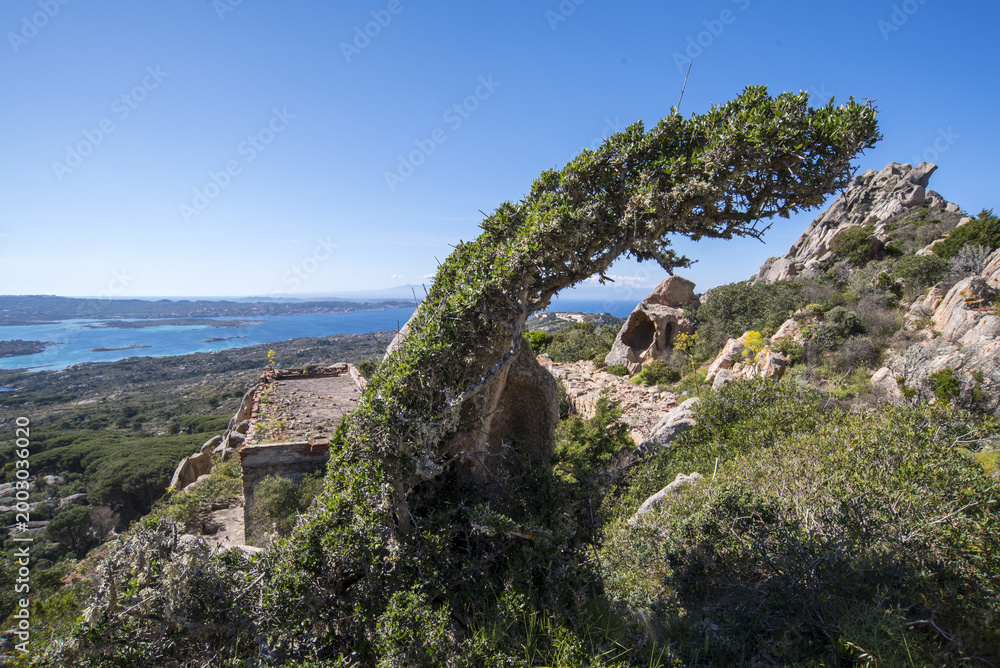 Fototapeta premium Caprera, scorci di un'isola incontaminatasardegna